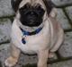 Mops Must Have James Dean