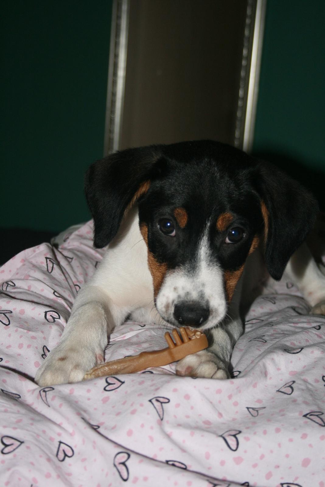 Blanding af racer Pluto - "Der børstes tænder" Pluto spiser hans første tyggeben :)  billede 6