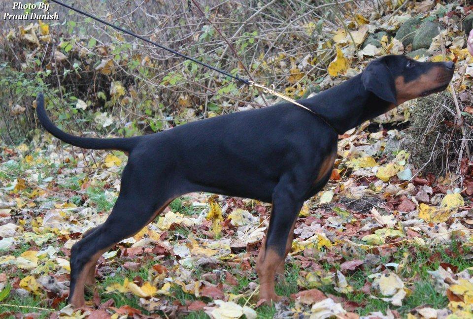 Dobermann Proud Danish Fancy Face(Chica) - den 17.11.12 taget af kristine som har avlet hende:-) billede 7