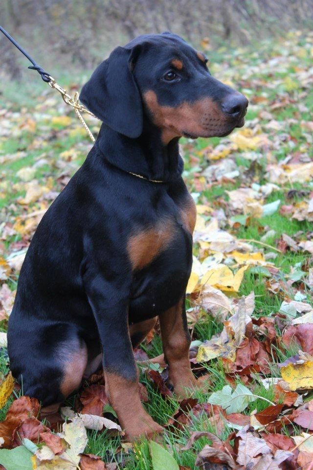 Dobermann Proud Danish Fancy Face(Chica) - den 17.11.12 taget af kristine som har avlet hende:-) billede 8