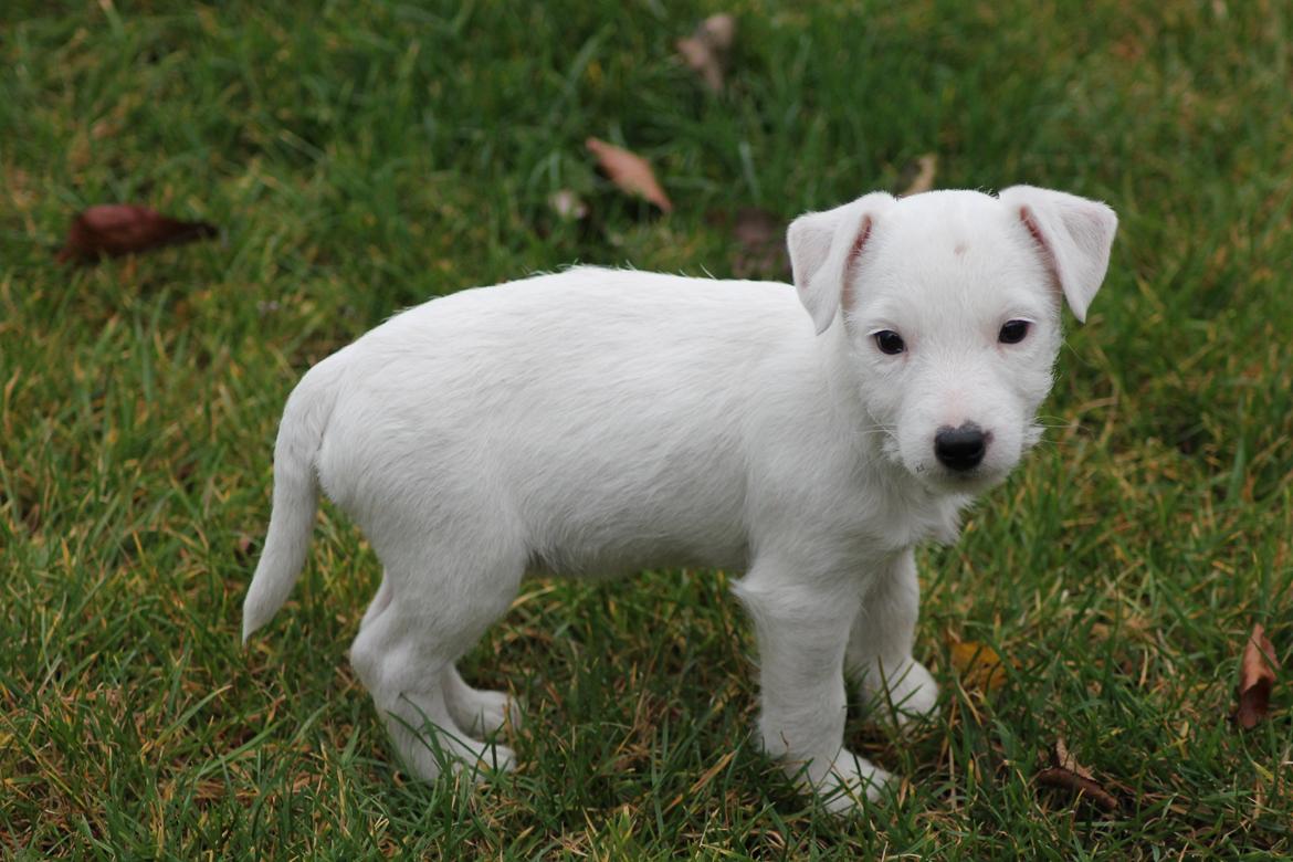Jack russell terrier Lullu. - Bette :-)
[Foto:SSP-Photo/mig] billede 3