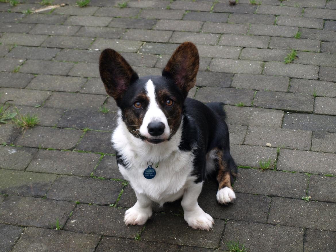 Welsh corgi cardigan Aasteds Fighting Friend (Ludvig) billede 9