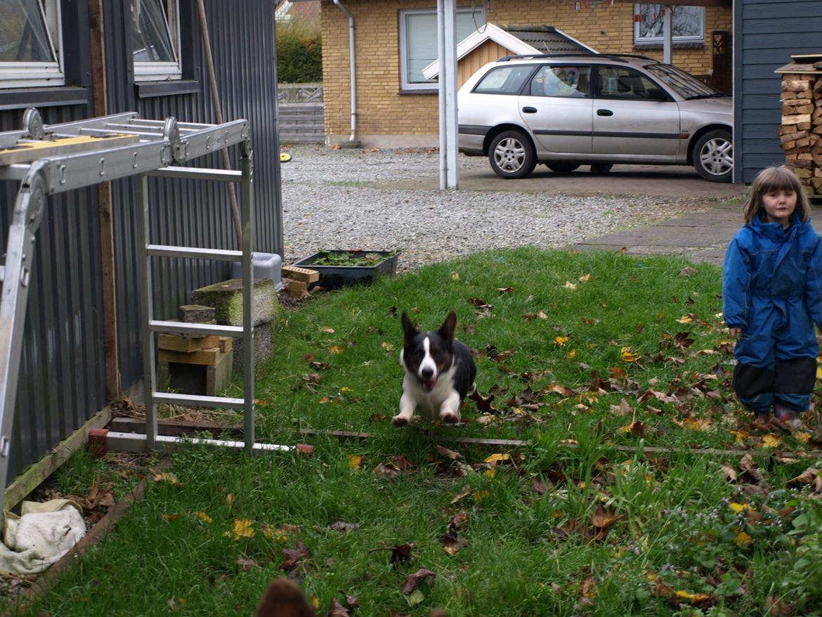 Welsh corgi cardigan Aasteds Fighting Friend (Ludvig) billede 10