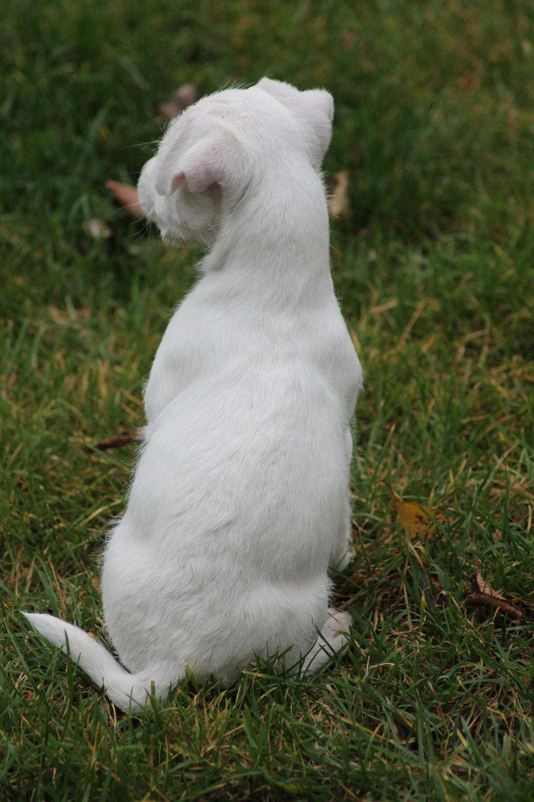 Jack russell terrier Lullu. - [Foto:SSP-Photo/mig] billede 4