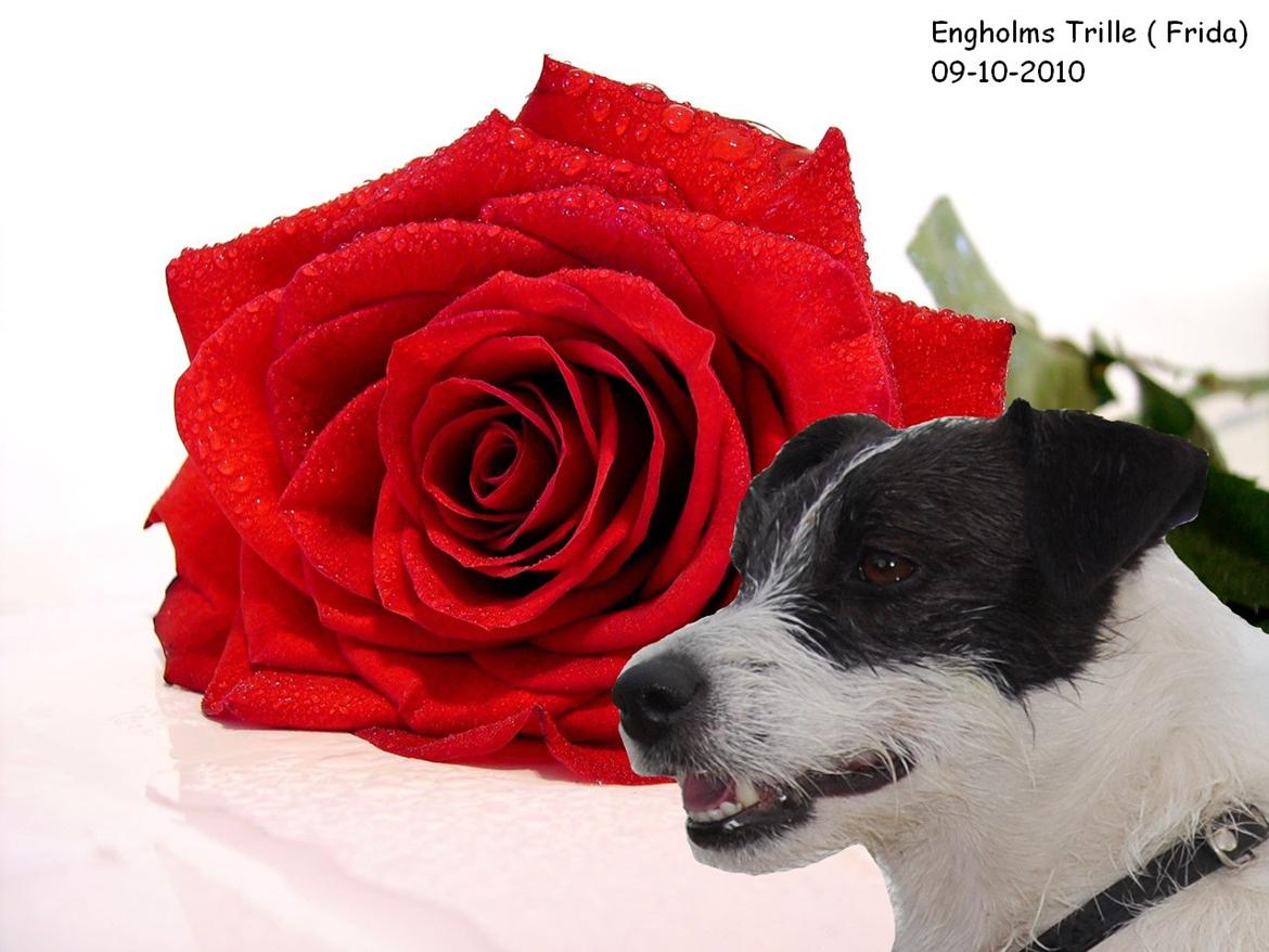 Jack russell terrier Frida - Frida som postkort. billede 2