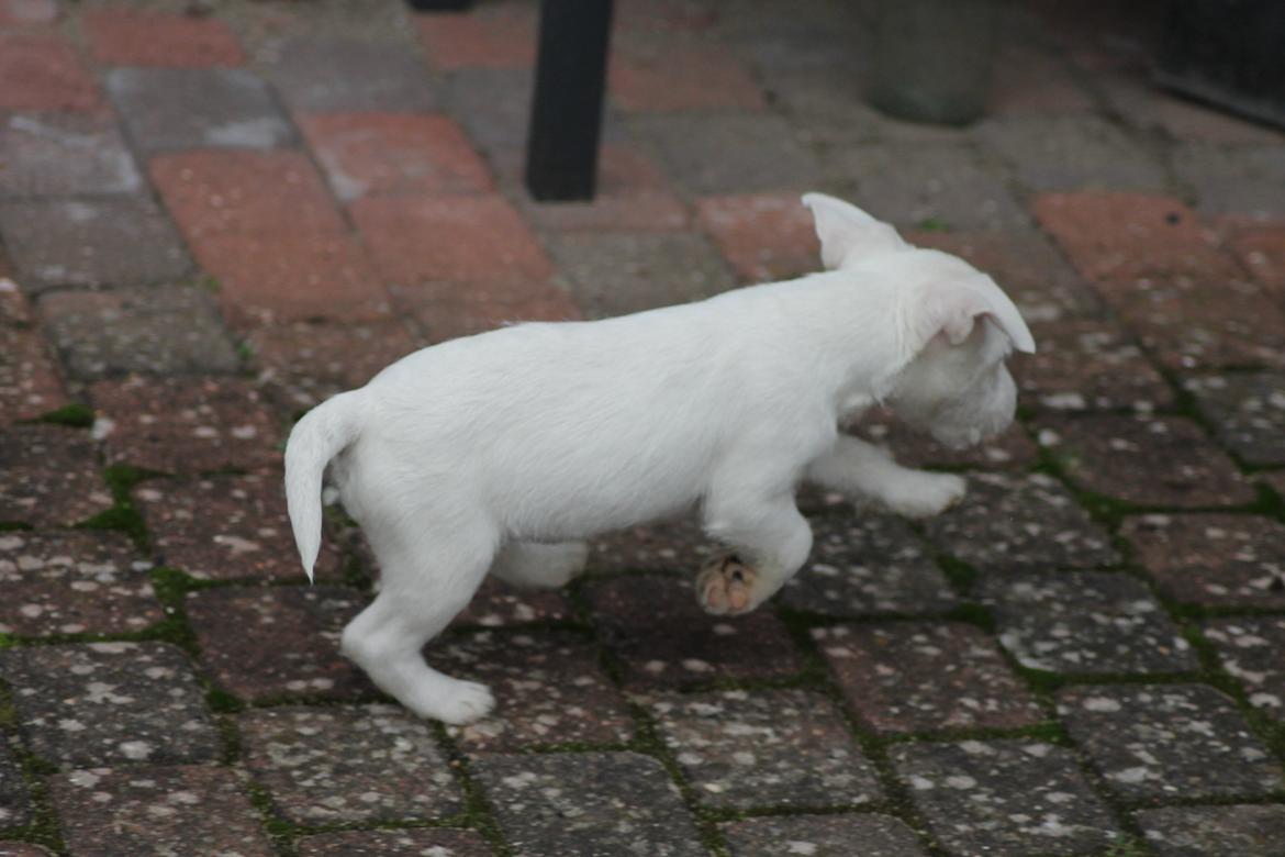 Jack russell terrier Lullu. - Bette Luller løber ;-D
[Foto:SSP-Photo/mig] billede 5