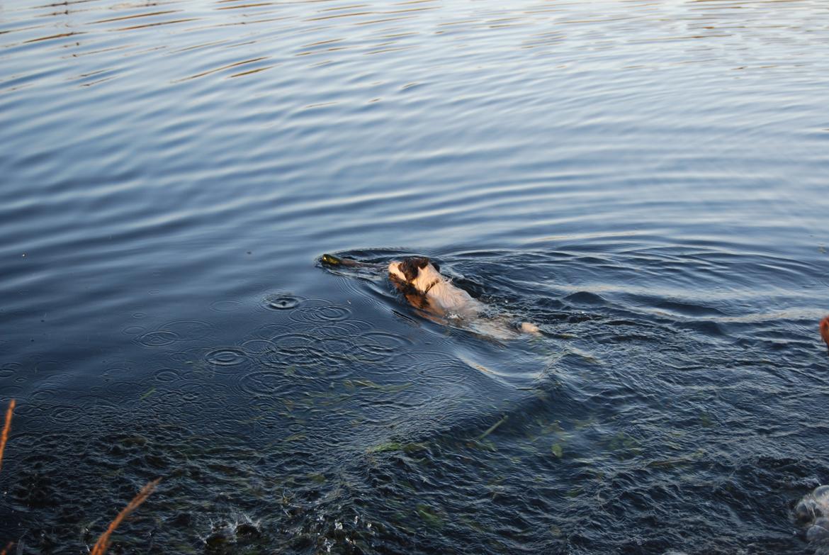 Jack russell terrier Frida - Frida er efter en mink i søen. billede 3