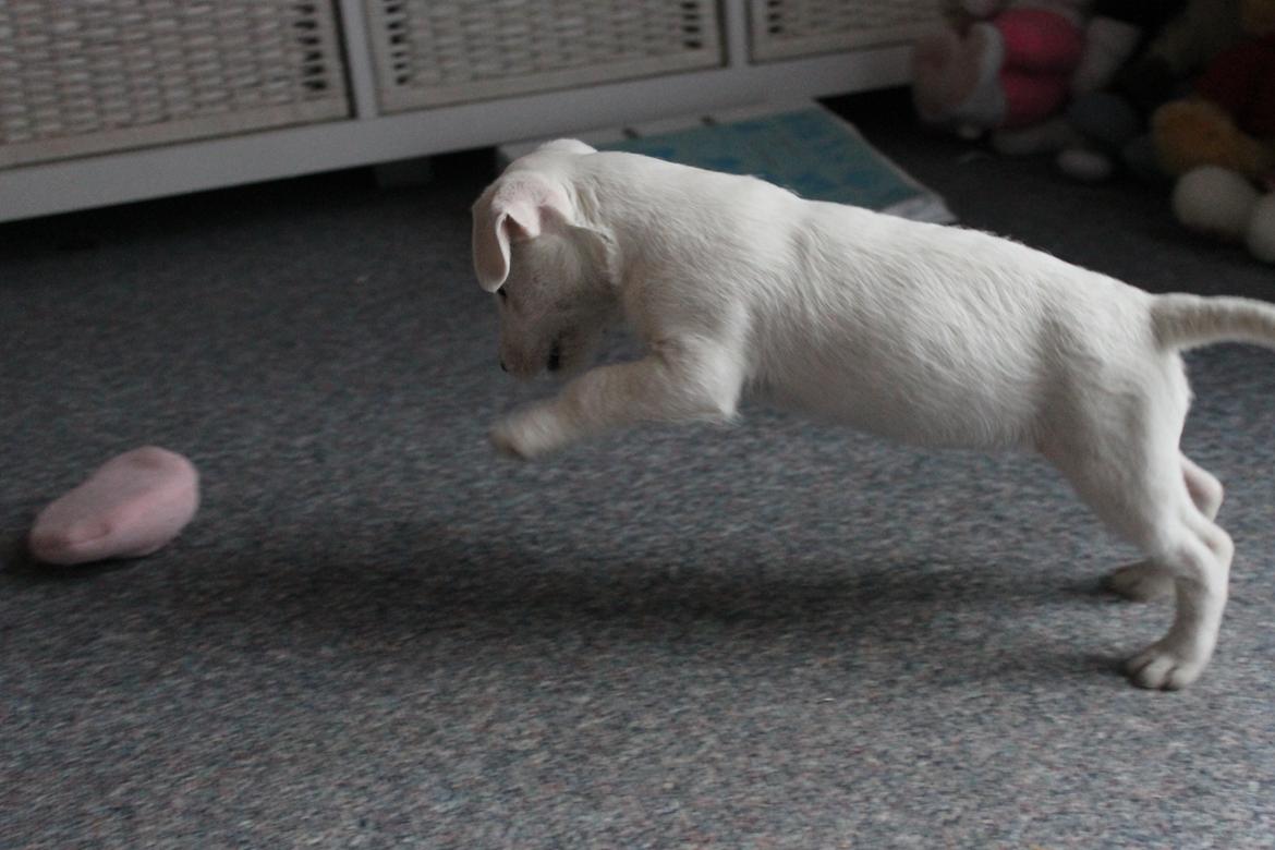 Jack russell terrier Lullu. - Hah..Når man kan,så ska' man! [Foto:SSP-Photo/mig] billede 2