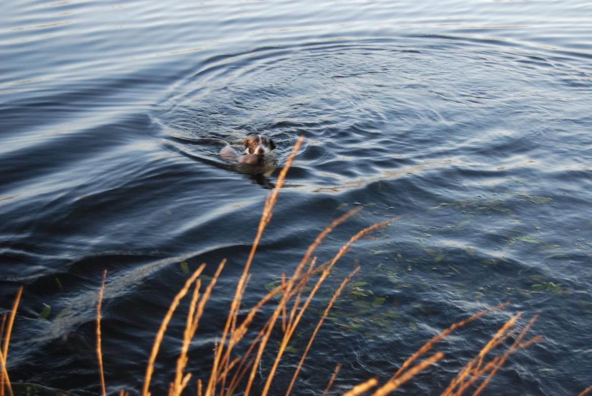 Jack russell terrier Frida - Frida fik minken. billede 4
