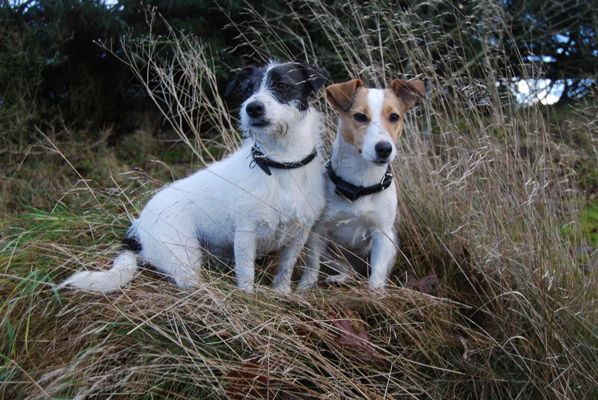 Jack russell terrier Frida - To helsøstre. billede 5