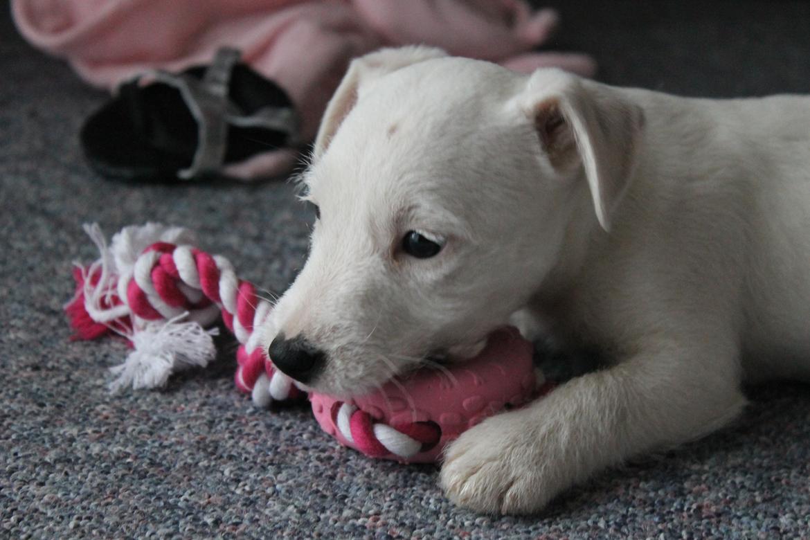 Jack russell terrier Lullu. - Luller med sit tykkedyr!:-P
[Foto:SSP-Photo/mig] billede 6