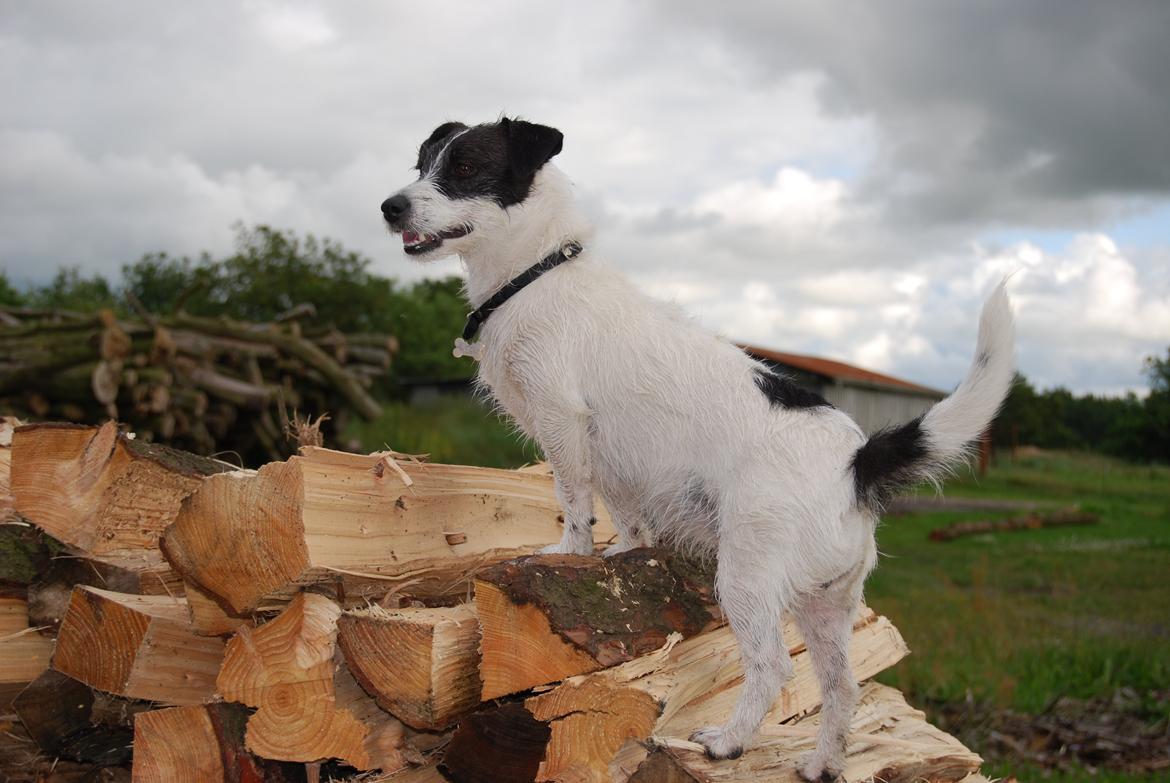 Jack russell terrier Frida - Frida ser efter rådyr på marken. billede 1