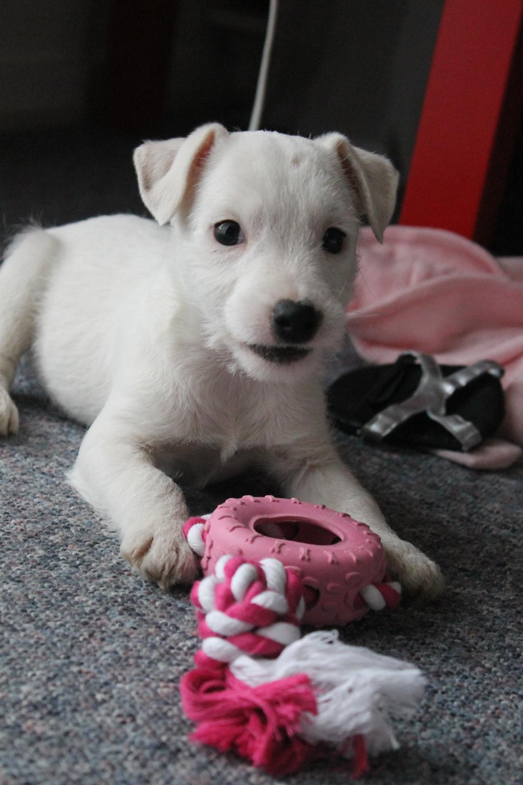 Jack russell terrier Lullu. - [Foto:SSP-Photo/mig] billede 7
