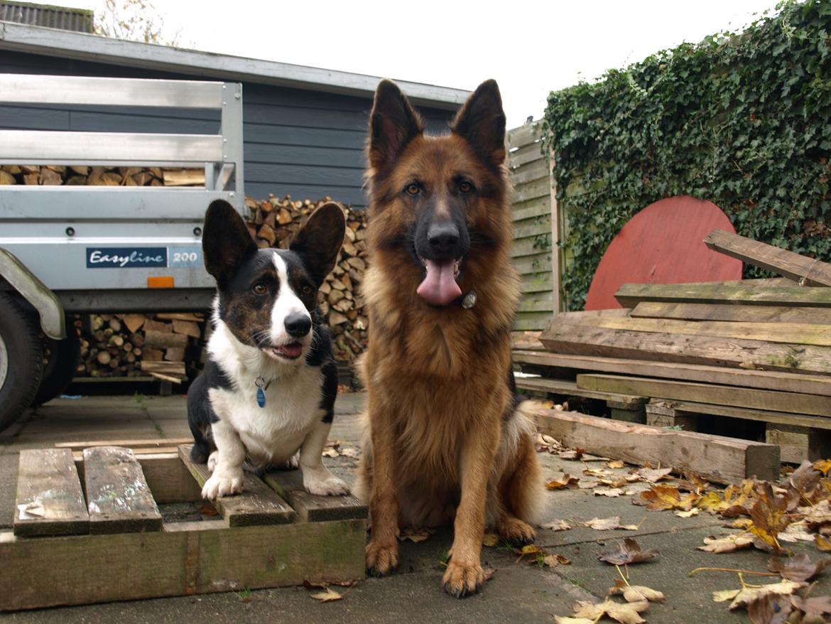 Schæferhund Jenna billede 9