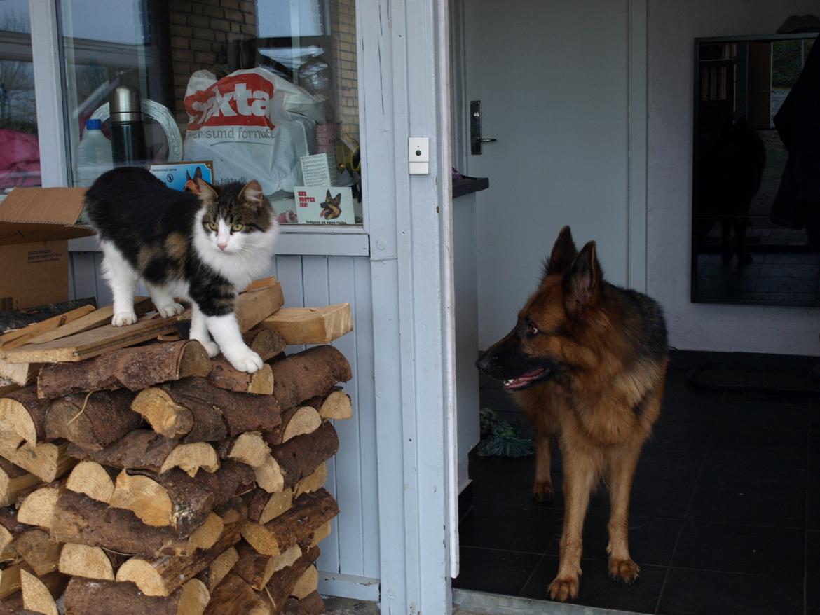 Schæferhund Jenna billede 10