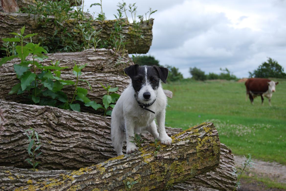 Jack russell terrier Frida - Frida ser klog ud!!!!!! billede 6