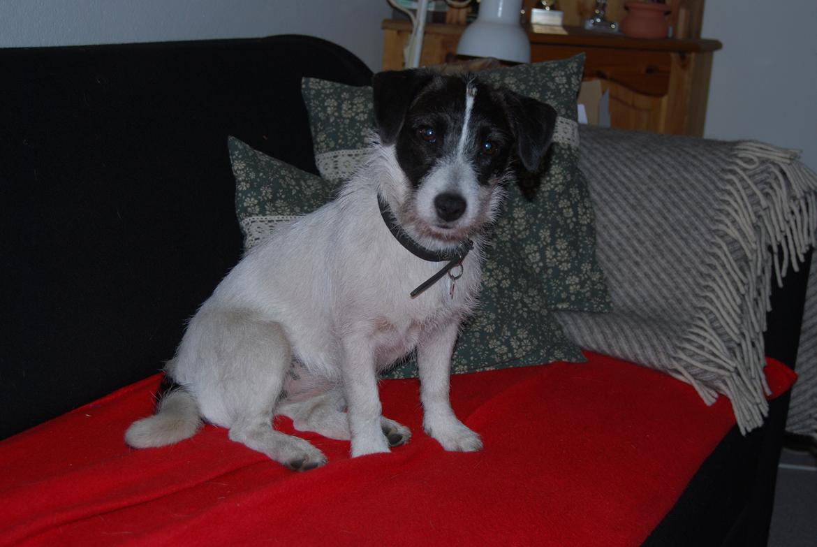 Jack russell terrier Frida - Frida hygger sig i sofaen. billede 7