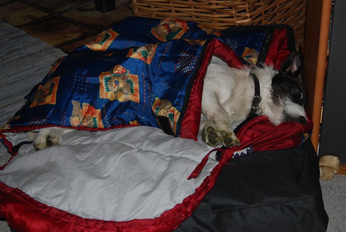 Jack russell terrier Frida - Soveposehund billede 8