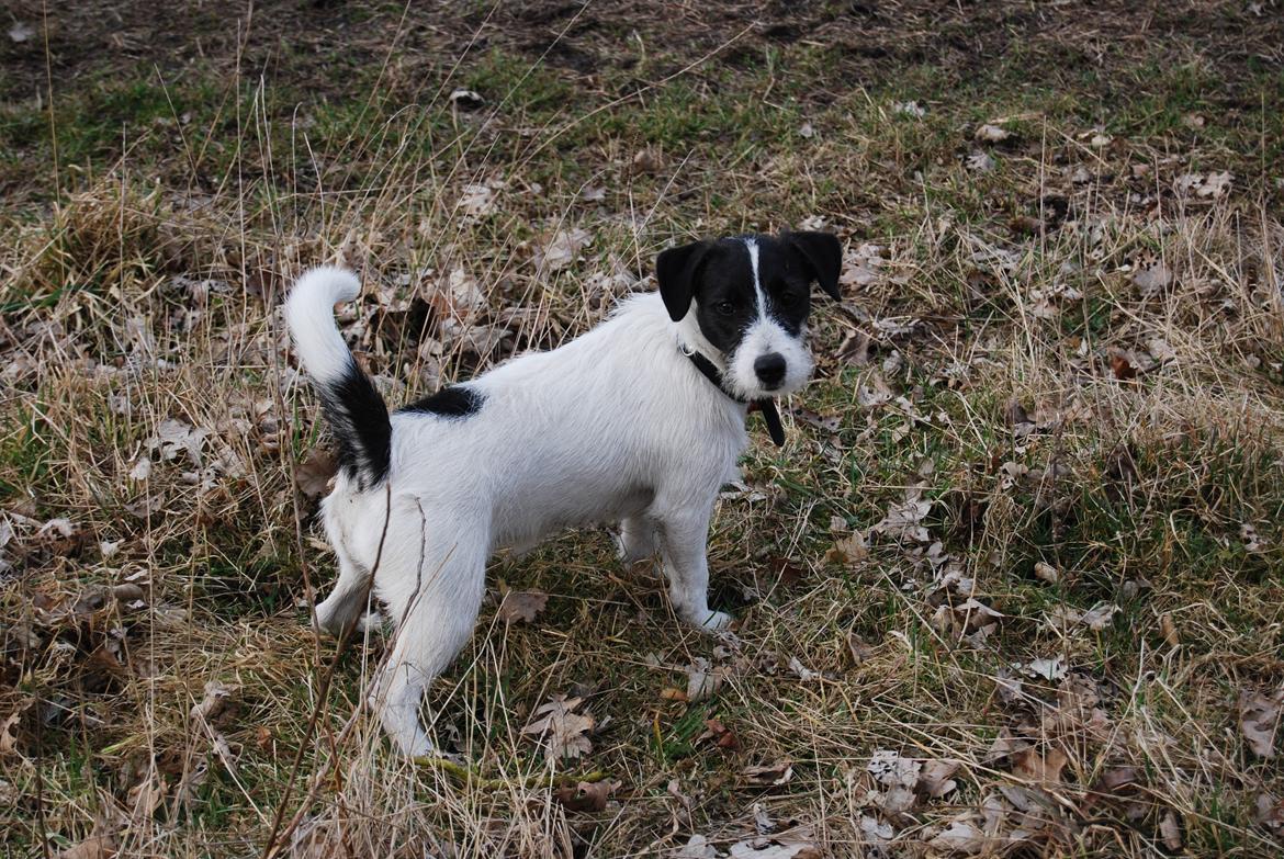 Jack russell terrier Frida - 9 Mdr. billede 9