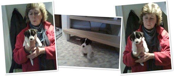 Jack russell terrier Frida - 6 uger. billede 12