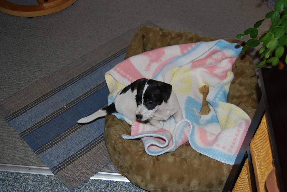 Jack russell terrier Frida - 3 Mdr. billede 10