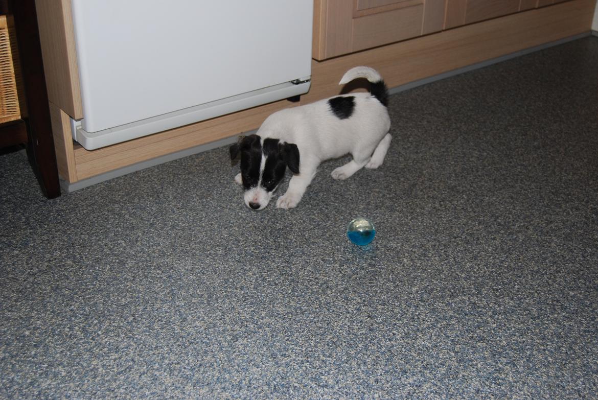 Jack russell terrier Frida - 9 uger. billede 11