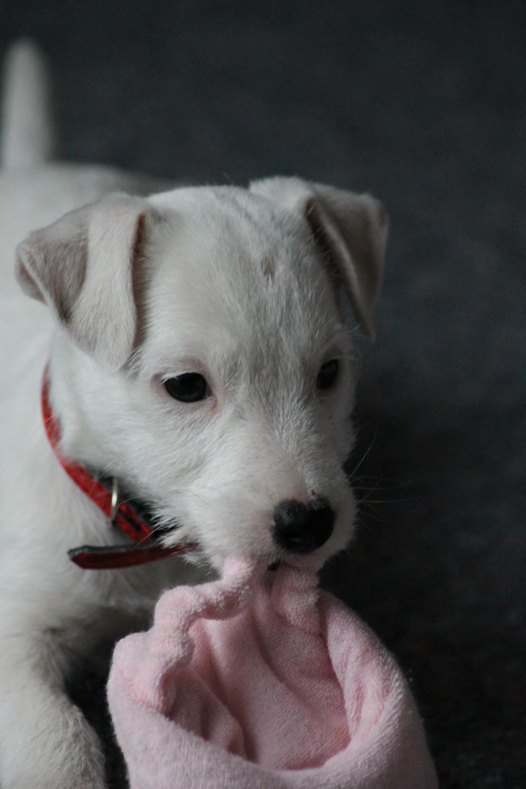 Jack russell terrier Lullu. - Søde hund ;-D
[Foto:SSP-Photo/mig] billede 8