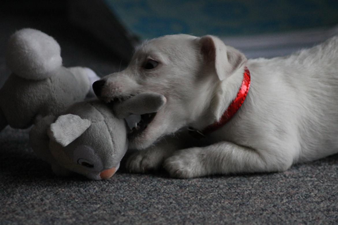 Jack russell terrier Lullu. - Farlig hund! Når hun stjæler min bamse!
[Foto:SSP-Photo/mig] billede 10