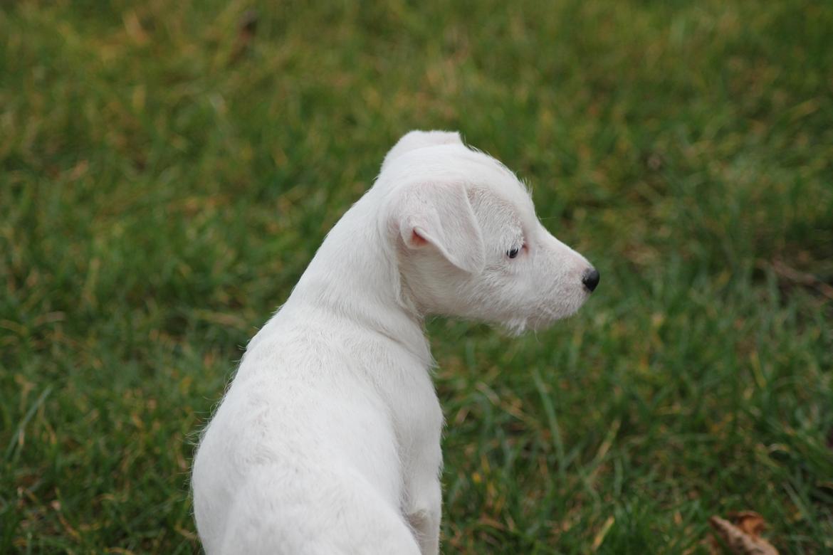 Jack russell terrier Lullu. - [Foto:SSP-Photo/mig] billede 11