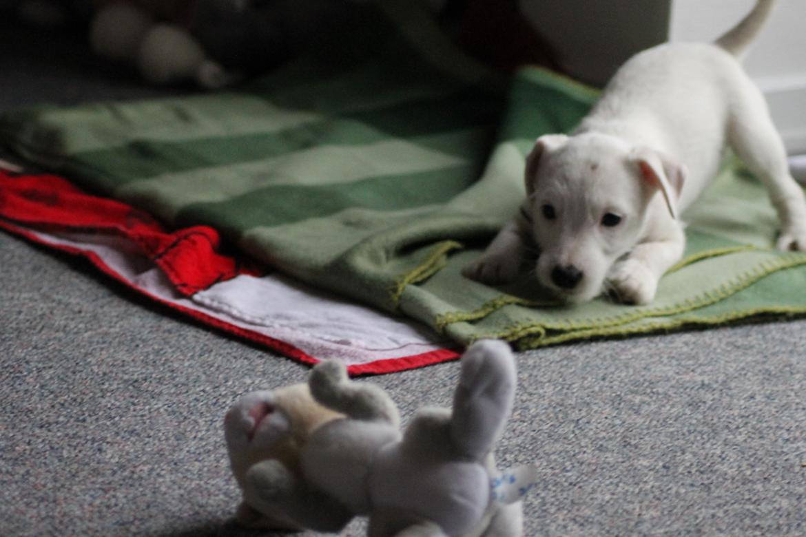 Jack russell terrier Lullu. - [Foto:SSP-Photo/mig] billede 13