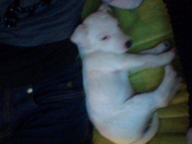 Jack russell terrier Lullu. - Vi slapper af, dog vågnede hun pgr. lyden fra kameraet ;-)
[Foto:Web cam/af mig] billede 15