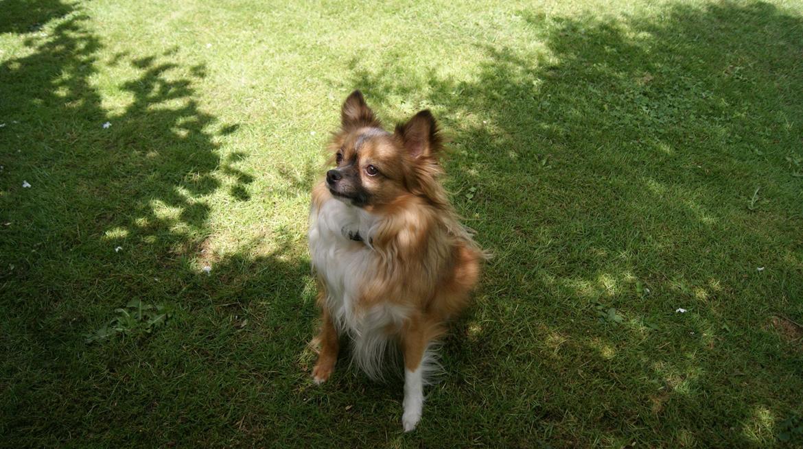 Blanding af racer Baloo billede 19