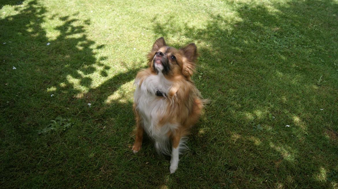 Blanding af racer Baloo billede 20