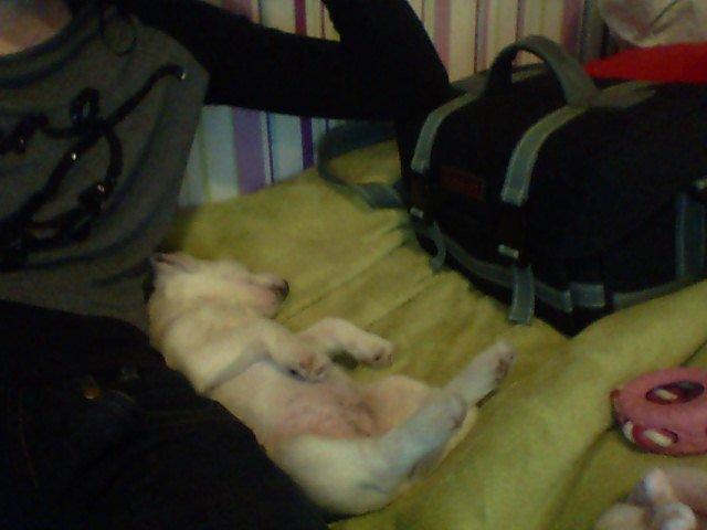 Jack russell terrier Lullu. - Når hunden sover og man så vil klø den lidt på maven, vender den sig da bare helt om på ryggen ;-P [Foto:web cam/af mig] billede 16