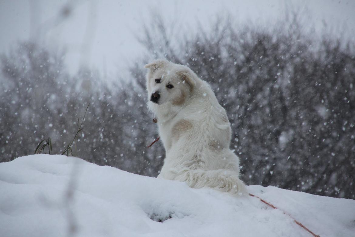 Blanding af racer Nemo - Velkommen til Nemo`s profil <3 billede 1