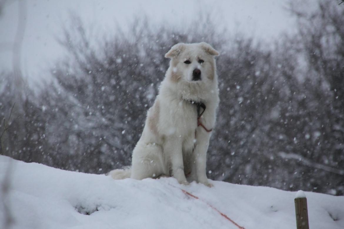 Blanding af racer Nemo - Smukke Nemo billede 2