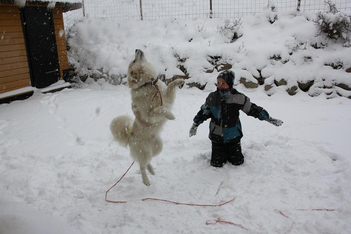 Blanding af racer Nemo - Mads og Nemo leger i sneen billede 3