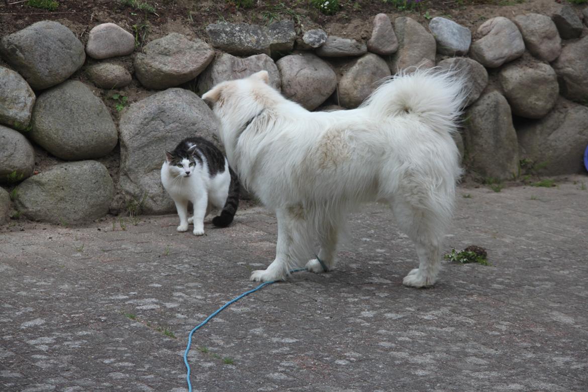 Blanding af racer Nemo - Nemo forsøger at blive gode venner med en kat skøre ham  billede 4