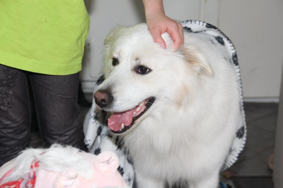 Blanding af racer Nemo billede 5