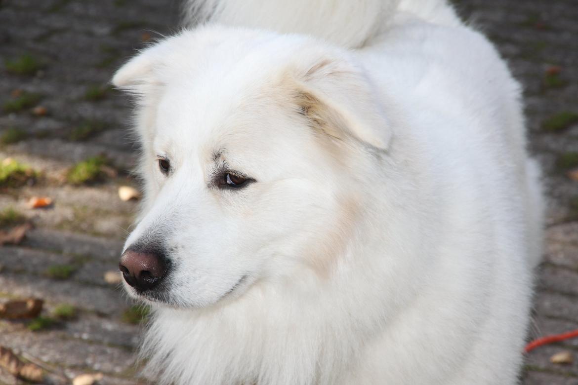 Blanding af racer Nemo billede 6