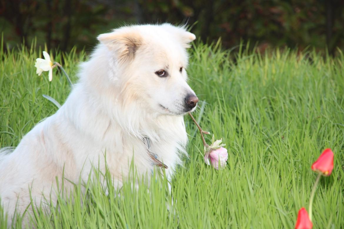 Blanding af racer Nemo - Jeg elsker det billede <3<3 billede 8