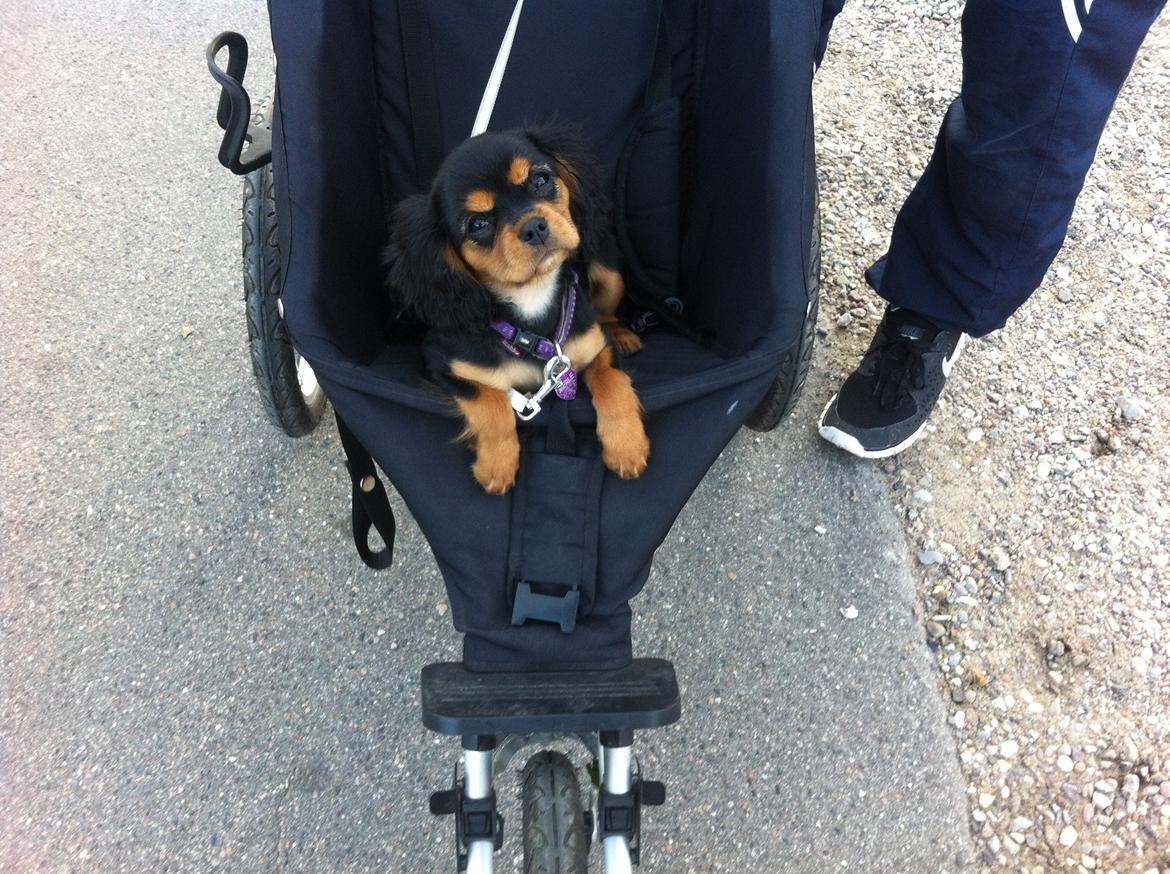 Cavalier king charles spaniel Merle - Når man er lille kan man ikke gå så langt :) billede 3