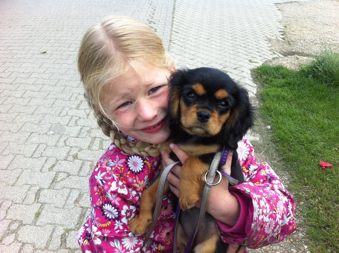 Cavalier king charles spaniel Merle - Mine 2 smukke prinsesser <3 billede 4