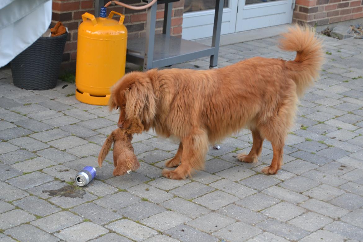 Nova scotia duck tolling retriever charlie - "Ups" En lille manse der har vældtet en dansk vand!<3 billede 19