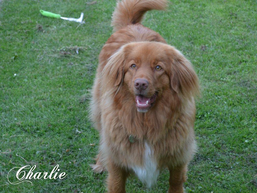 Nova scotia duck tolling retriever charlie - Charlie JEG ELSKER DIG<3<3 billede 20