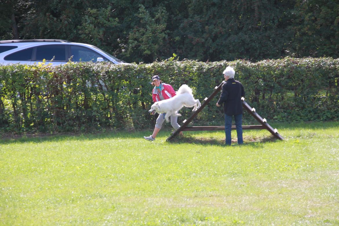 Blanding af racer Nemo - Hundeskole træning billede 9