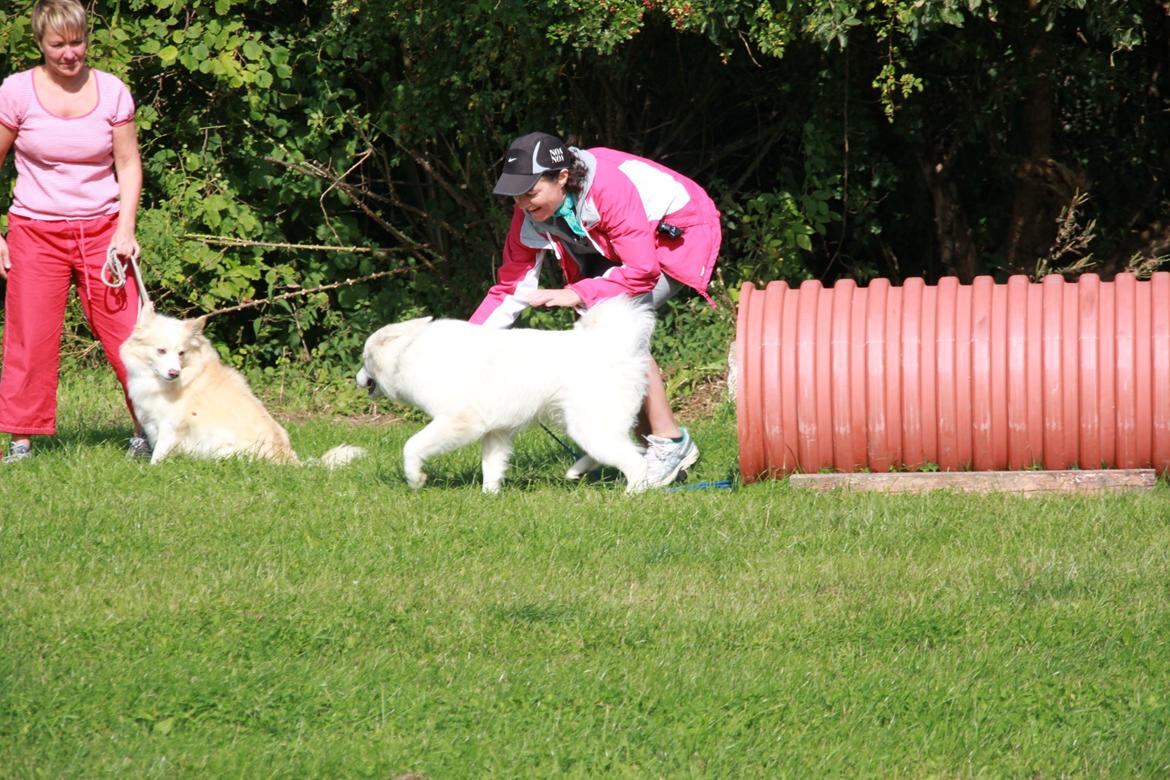 Blanding af racer Nemo - Hundeskole træning billede 10