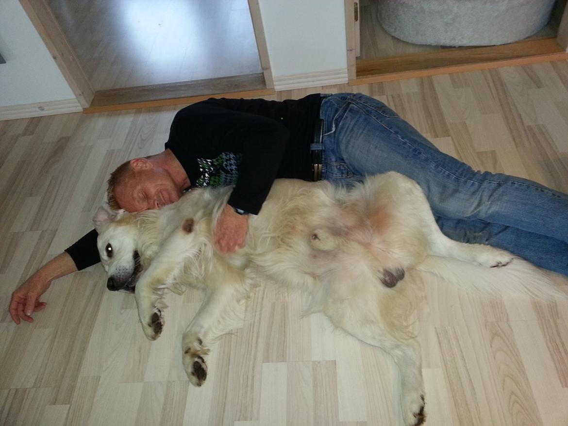 Golden retriever Julius (Vesterlands Ulli) billede 1