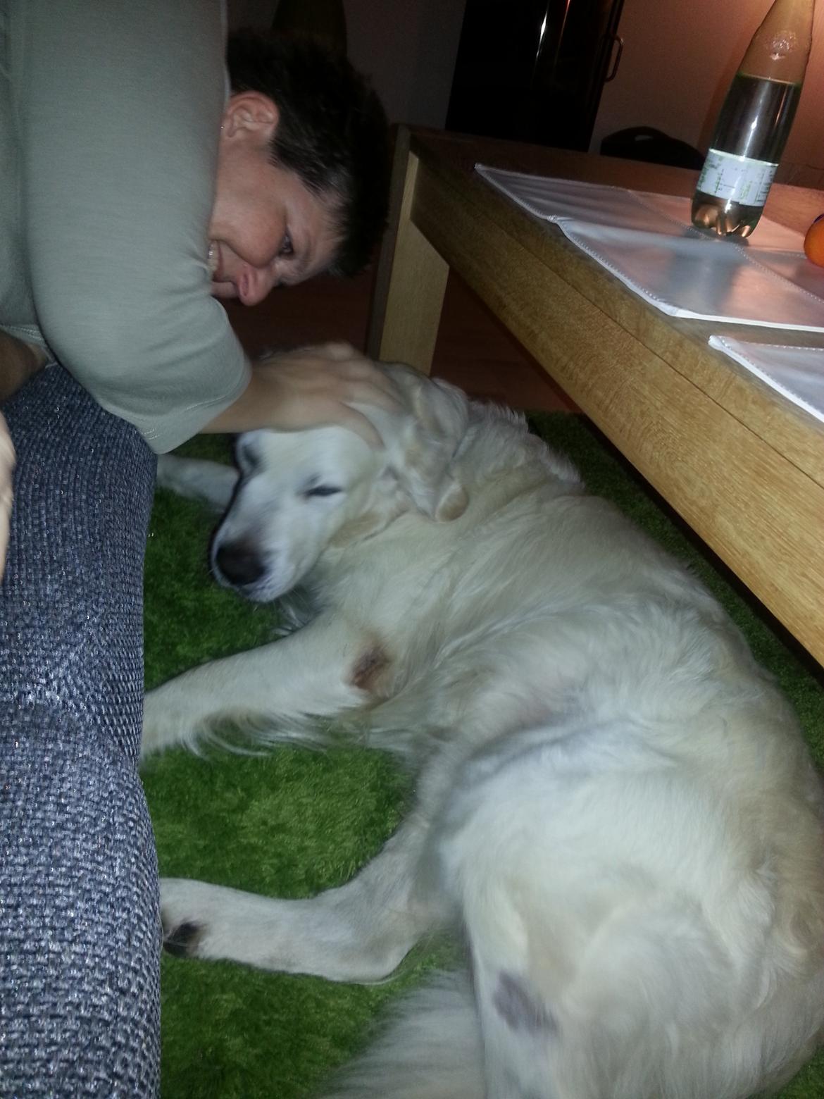 Golden retriever Julius (Vesterlands Ulli) billede 2