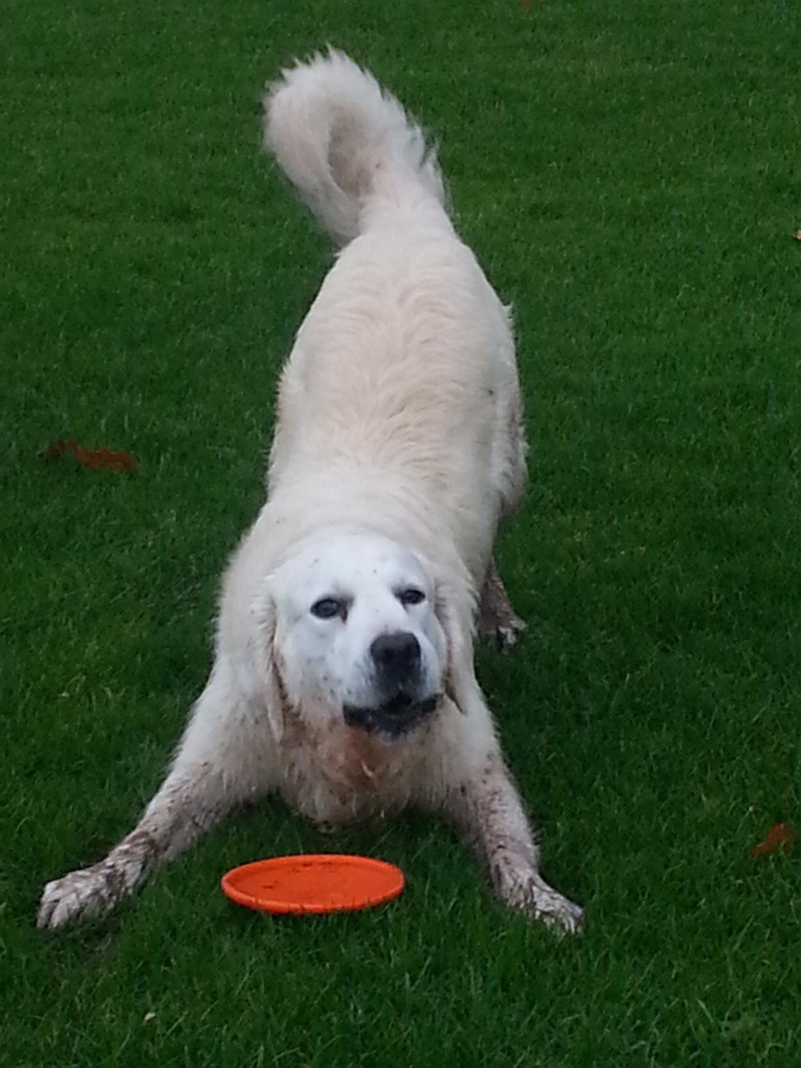 Golden retriever Julius (Vesterlands Ulli) billede 3